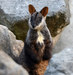 Spring Wallaby wallaby – Waterfall Springs Retreat and Wildlife Sanctuary